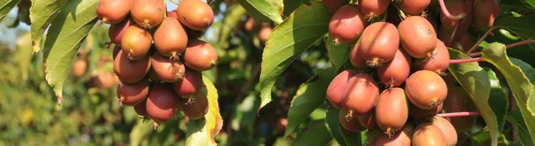 Actinidia arguta